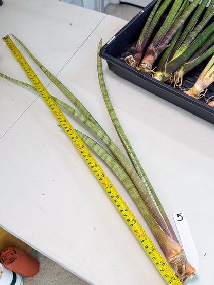 Sansevieria LichtZwil (oo) (5) | Rare Hybrids