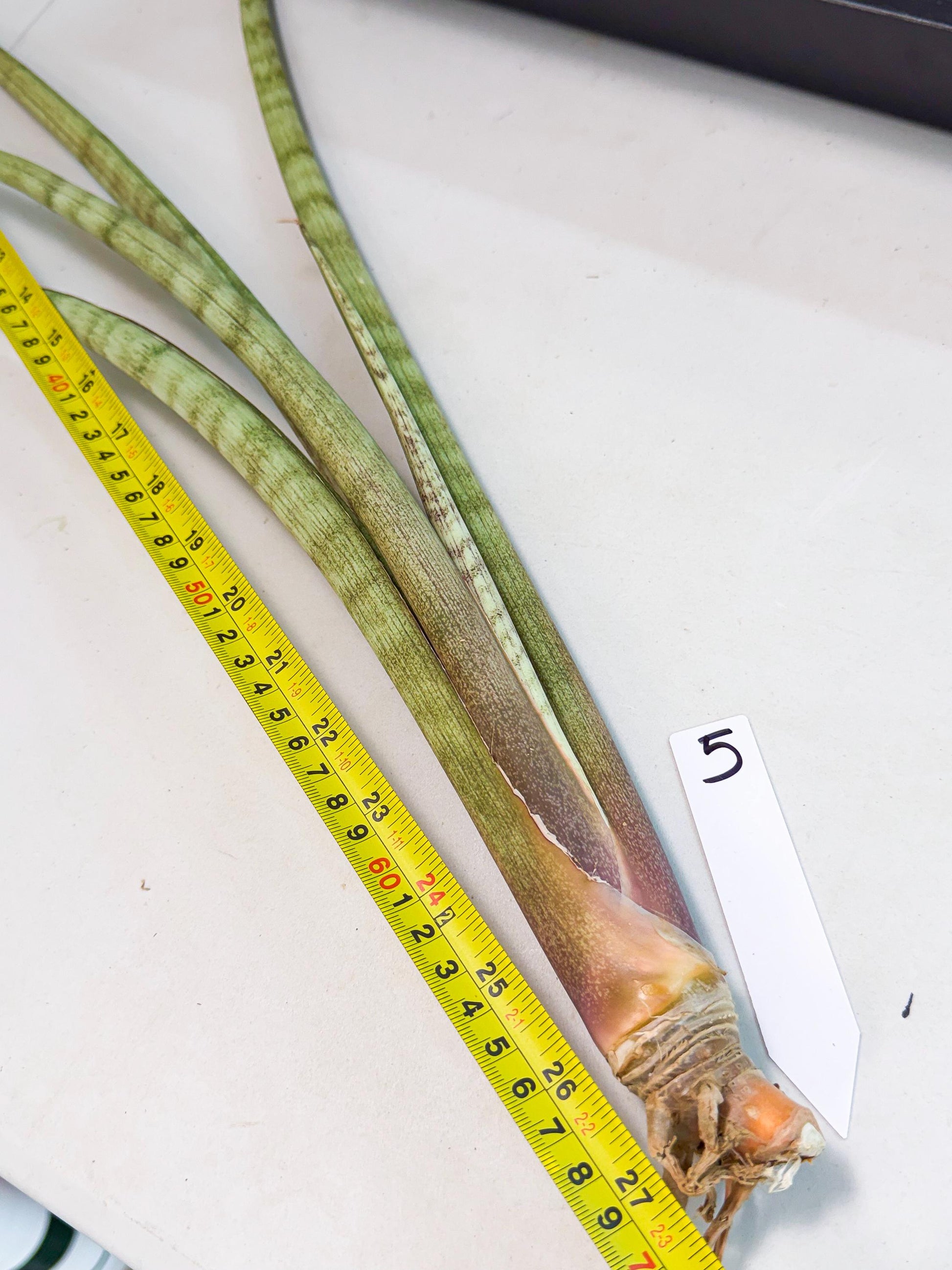 Sansevieria LichtZwil (oo) (5) | Rare Hybrids