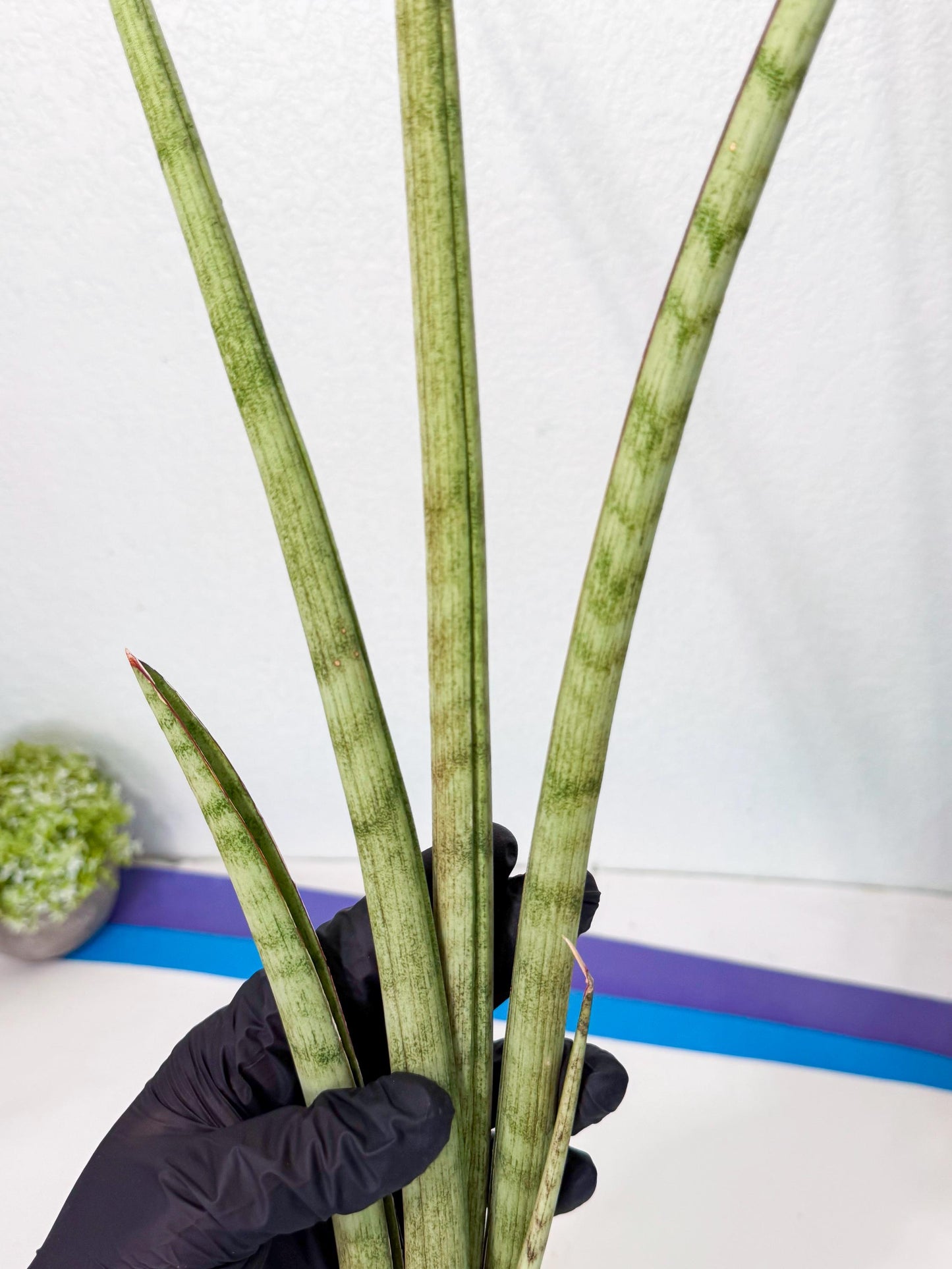 Sansevieria LichtZwil (oo) (5) | Rare Hybrids