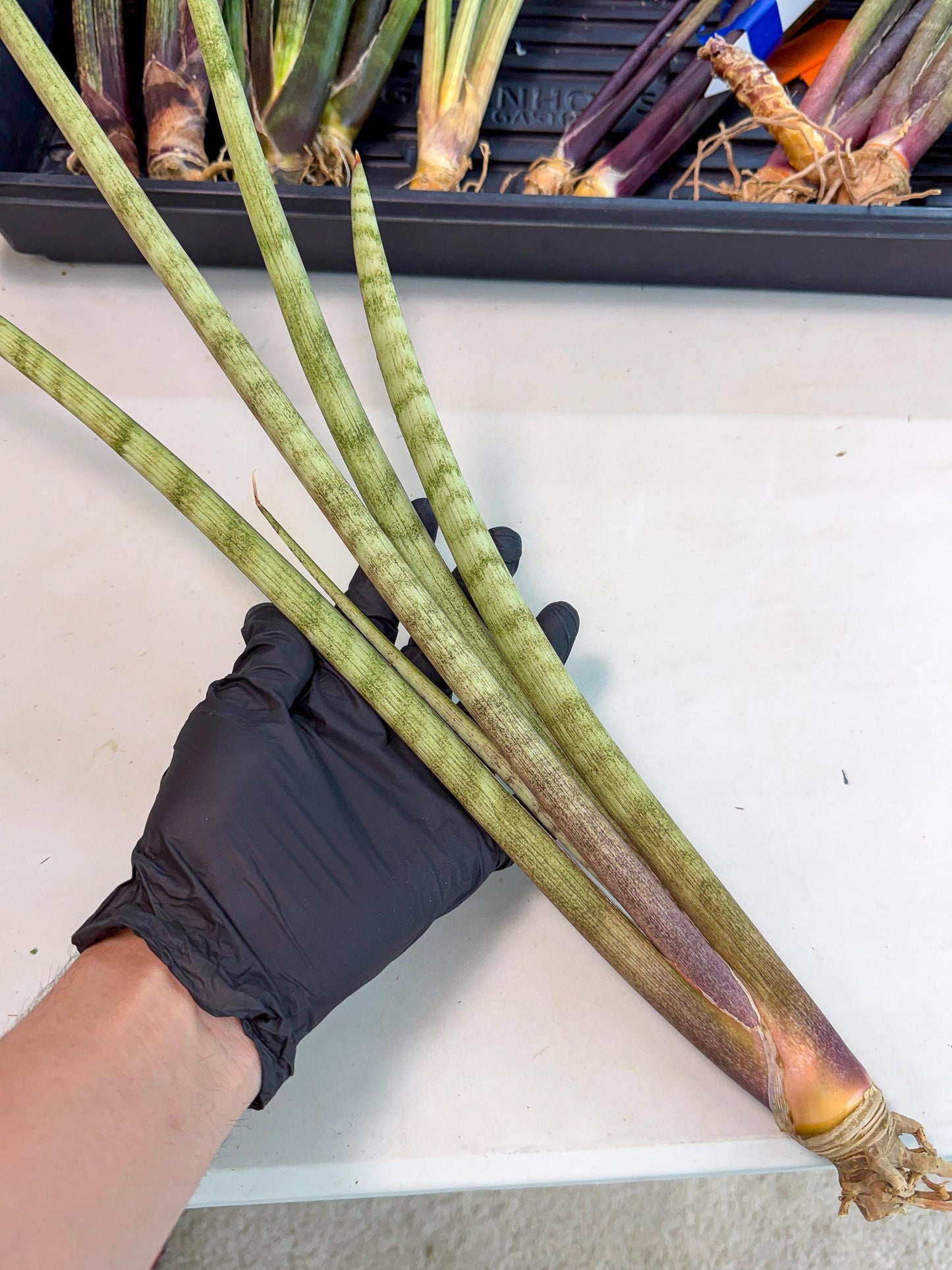 Sansevieria LichtZwil (oo) (5) | Rare Hybrids