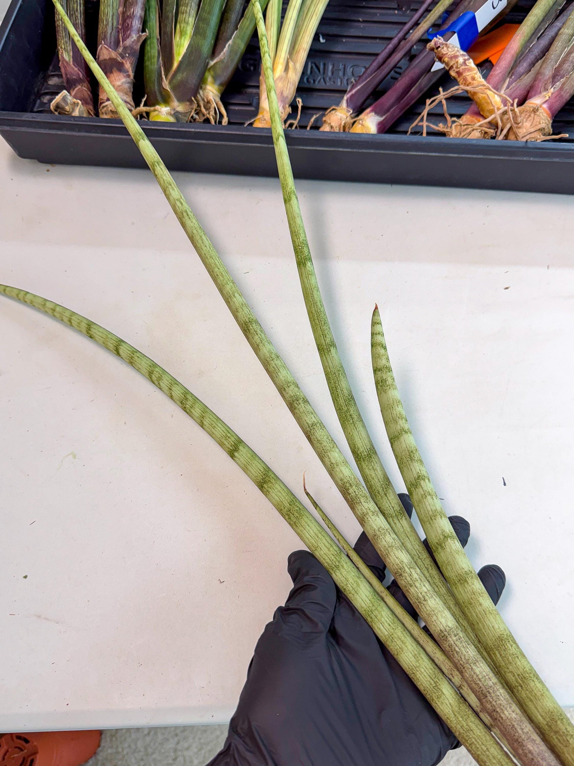 Sansevieria LichtZwil (oo) (5) | Rare Hybrids