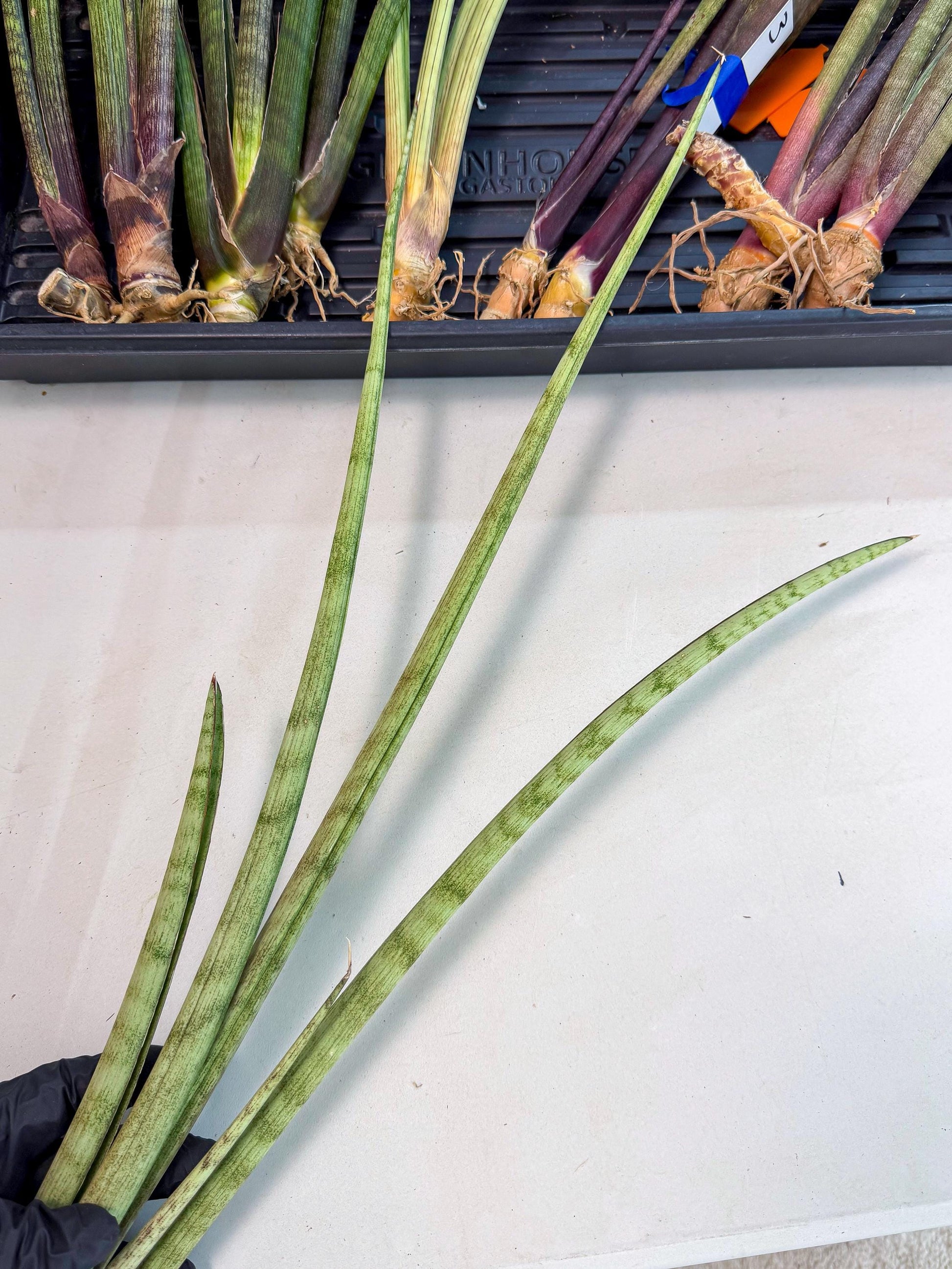 Sansevieria LichtZwil (oo) (5) | Rare Hybrids