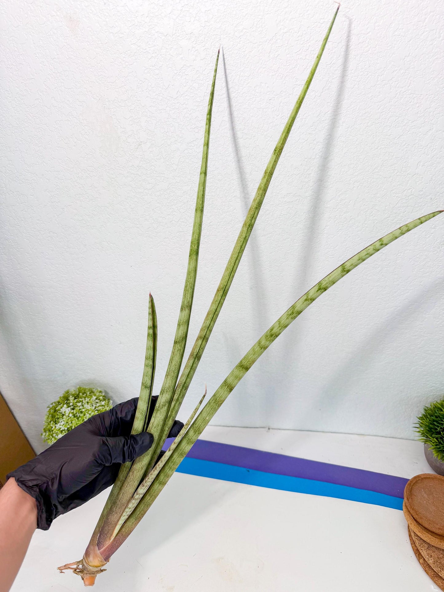 Sansevieria LichtZwil (oo) (5) | Rare Hybrids