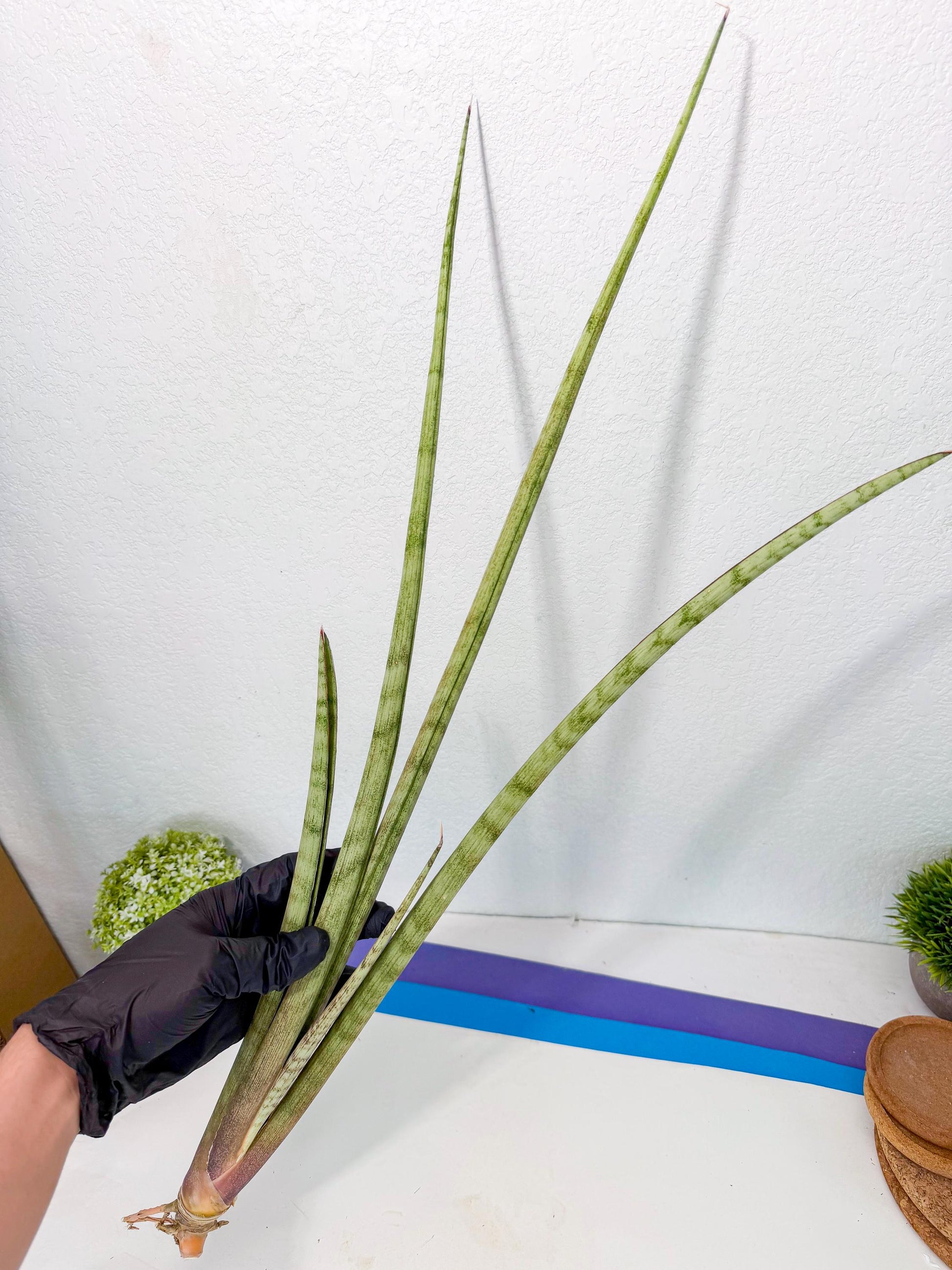 Sansevieria LichtZwil (oo) (5) | Rare Hybrids