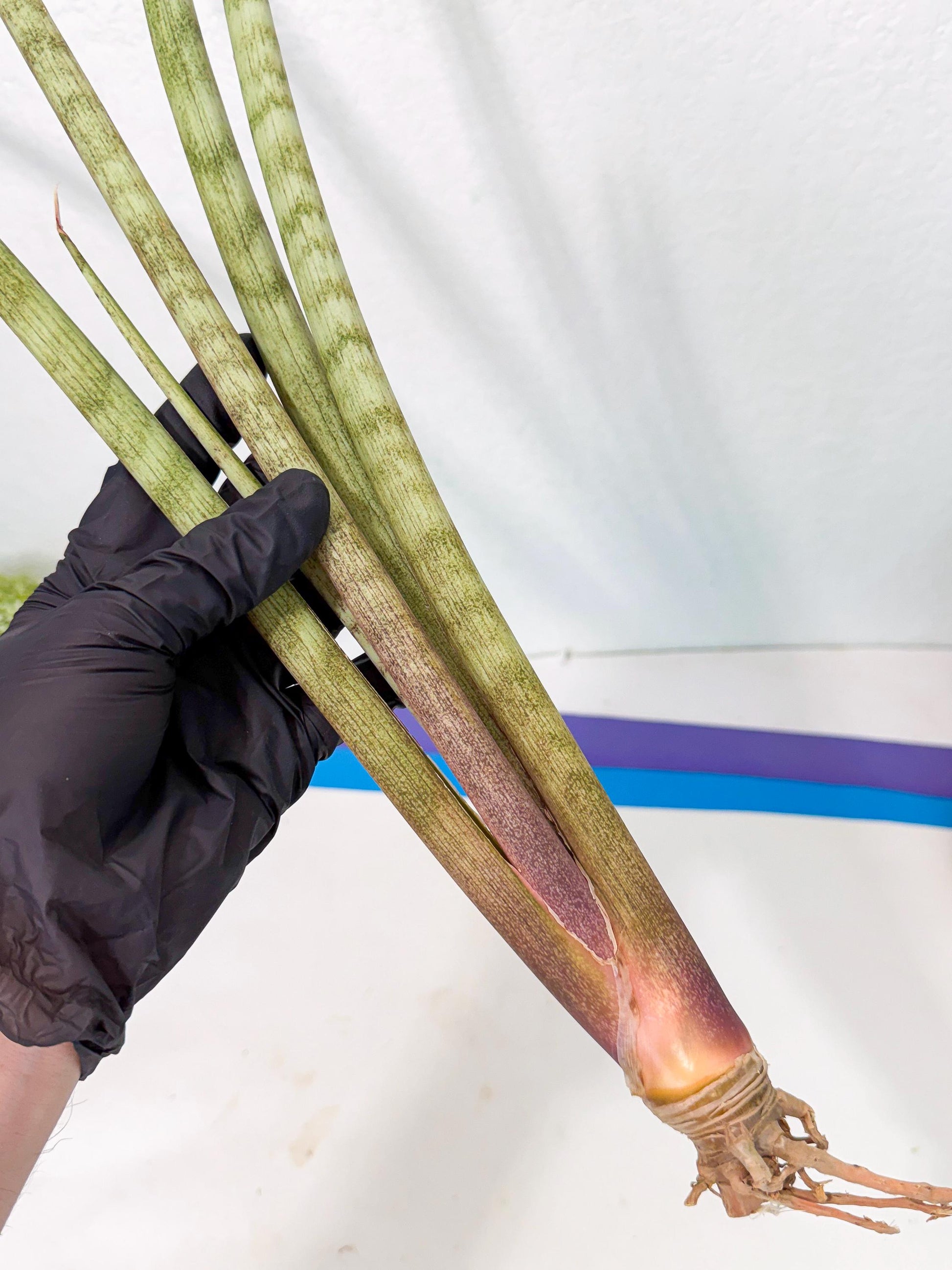 Sansevieria LichtZwil (oo) (5) | Rare Hybrids
