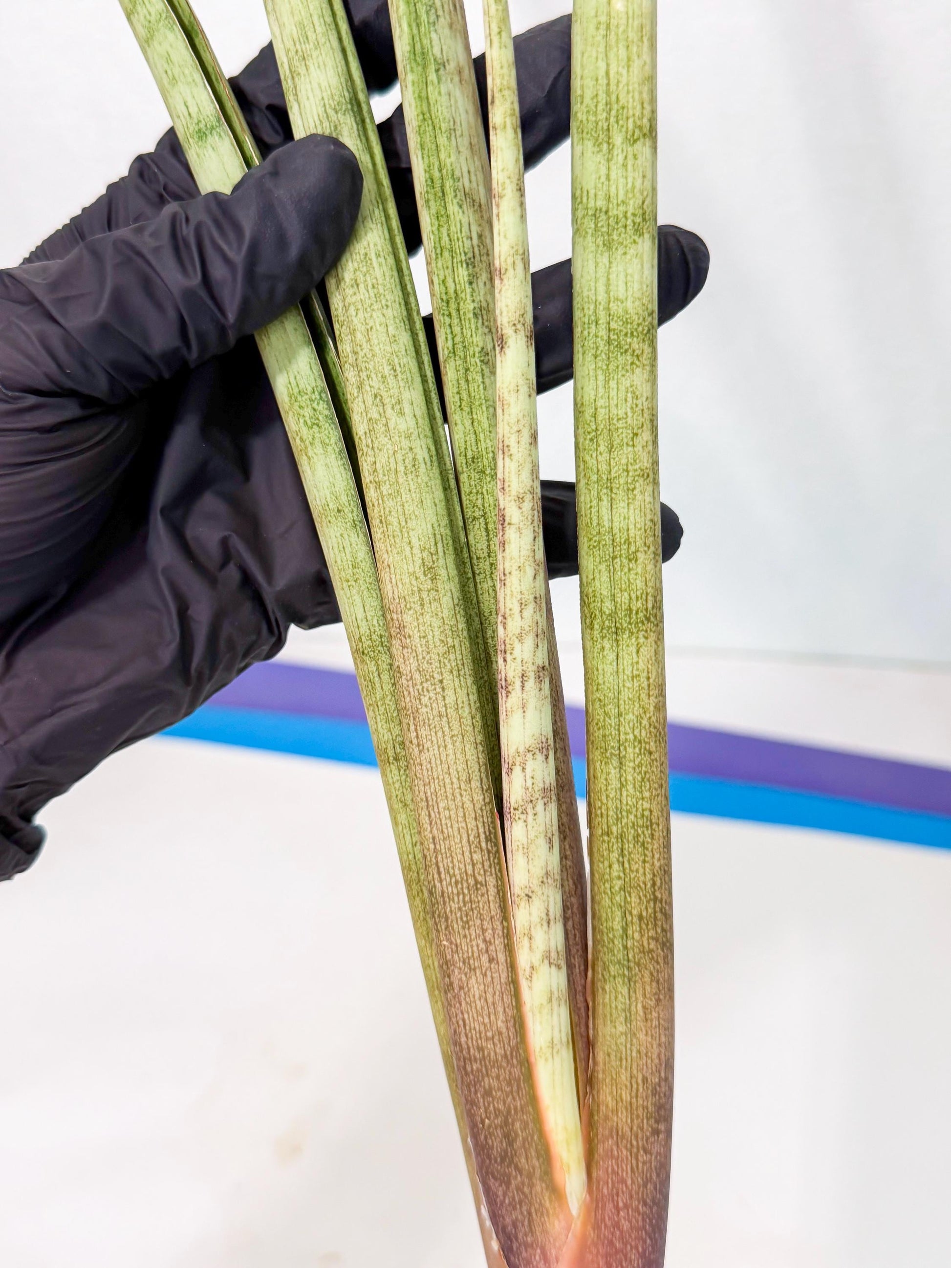 Sansevieria LichtZwil (oo) (5) | Rare Hybrids