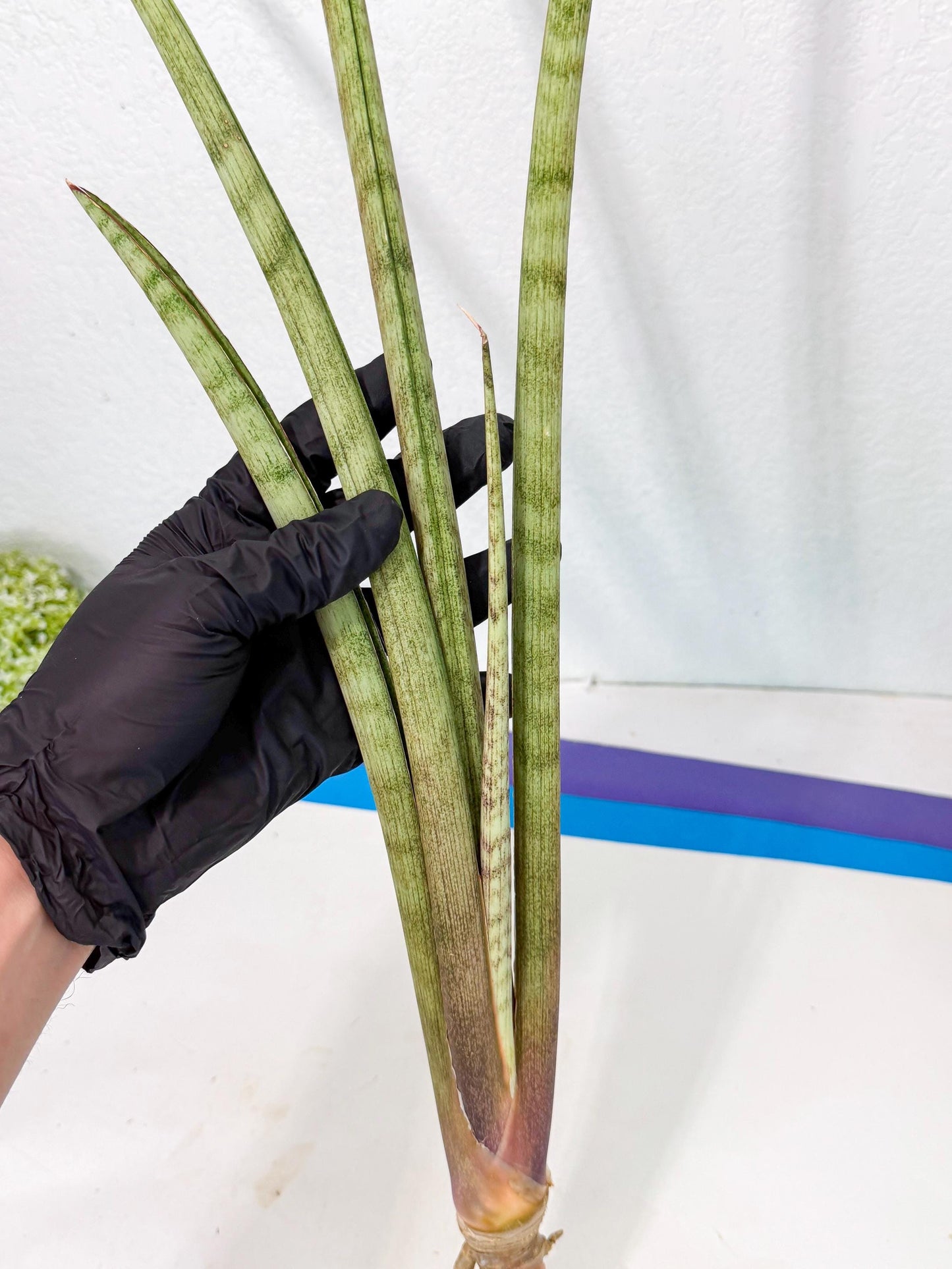Sansevieria LichtZwil (oo) (5) | Rare Hybrids