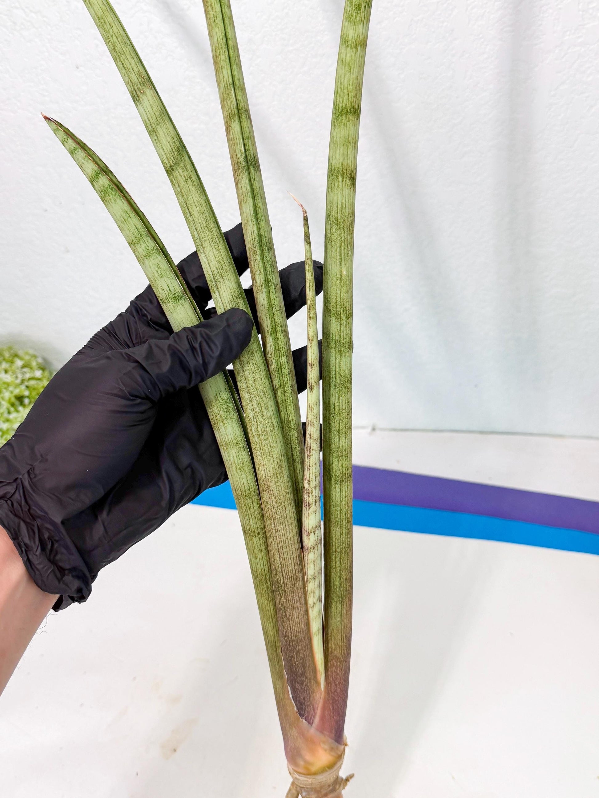Sansevieria LichtZwil (oo) (5) | Rare Hybrids