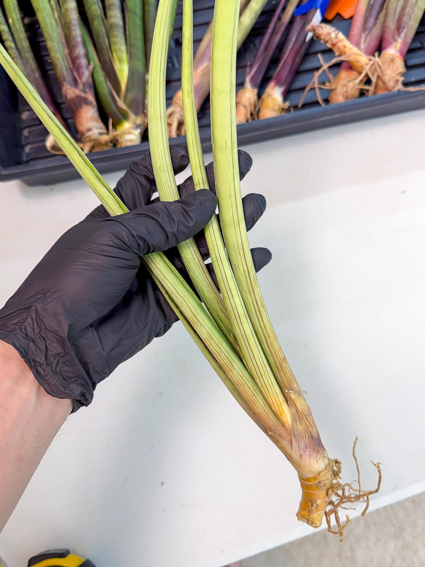 Sansevieria HvidPin (oo) (6) | Rare Hybrids