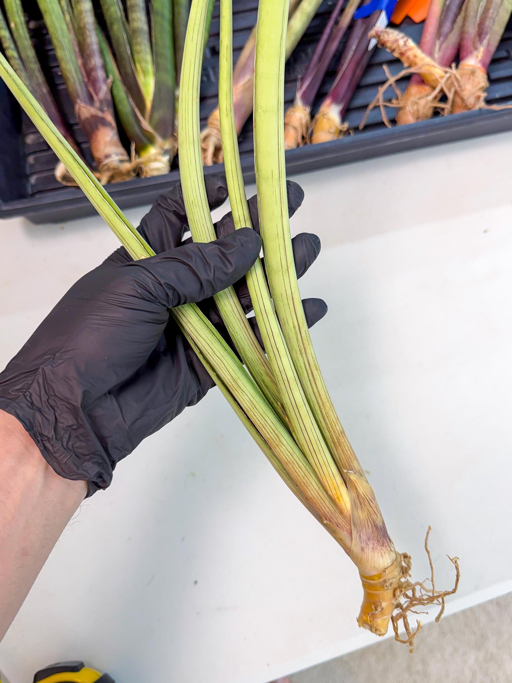 Sansevieria HvidPin (oo) (6) | Rare Hybrids