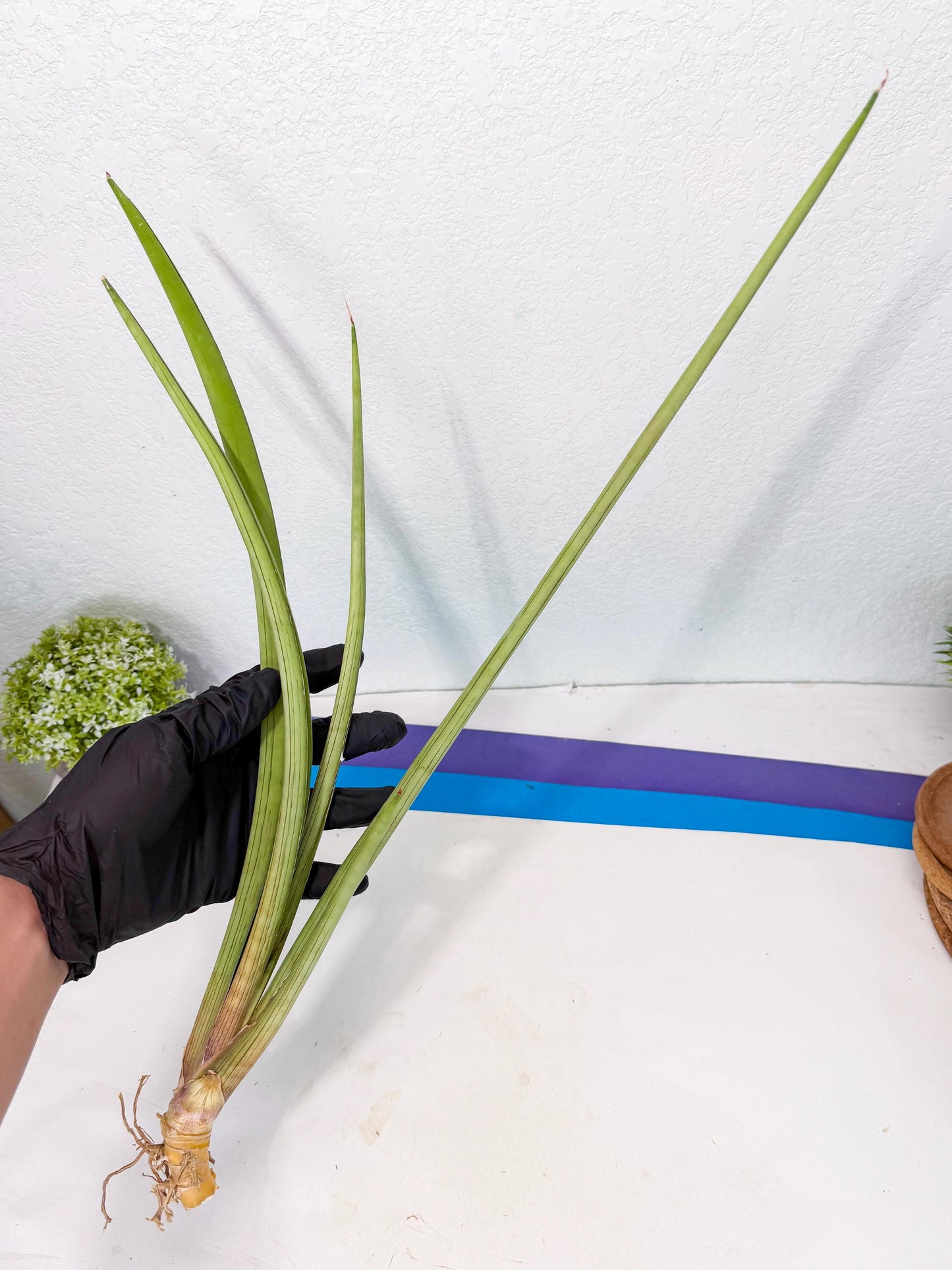 Sansevieria HvidPin (oo) (6) | Rare Hybrids