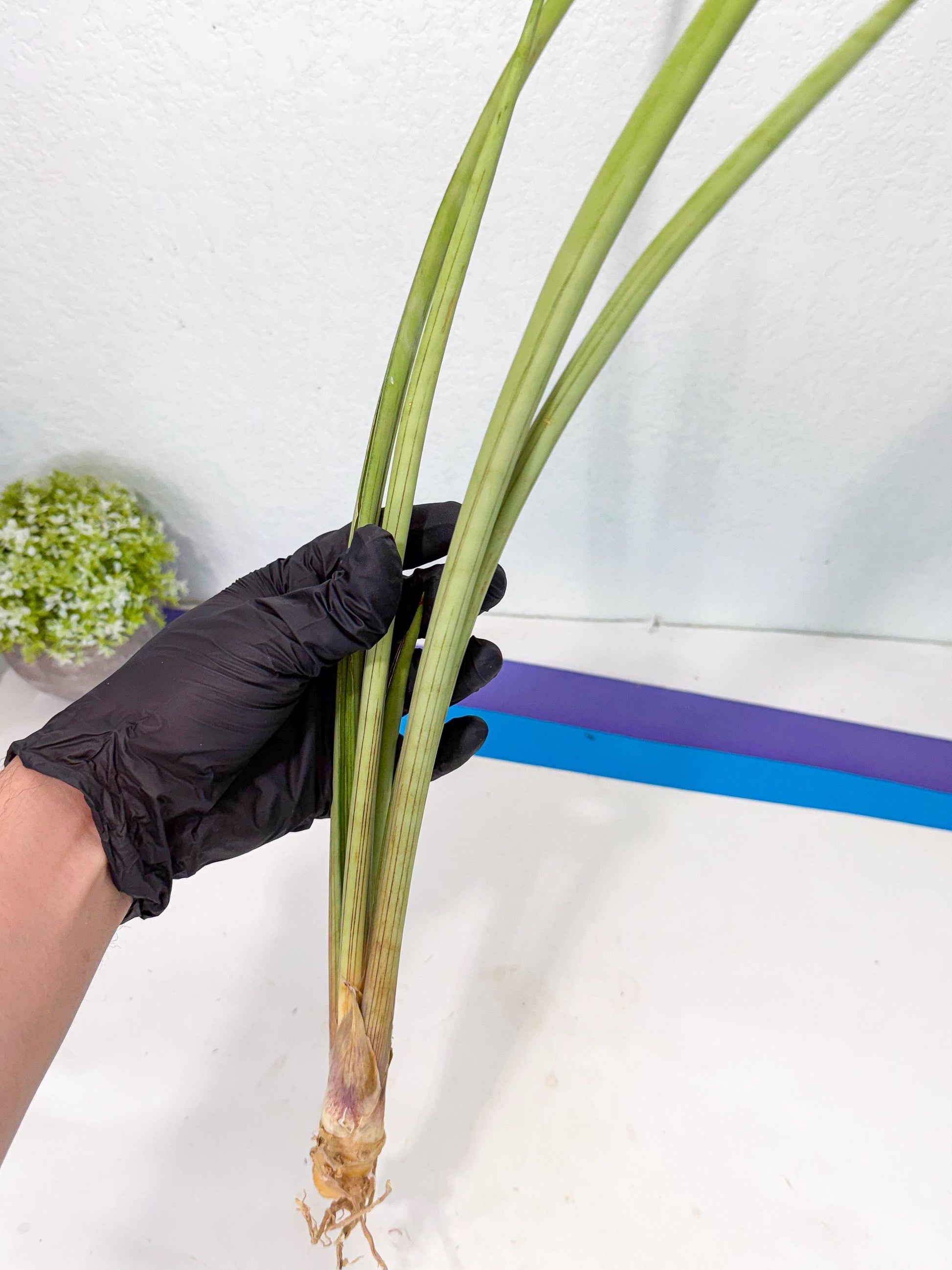 Sansevieria HvidPin (oo) (6) | Rare Hybrids