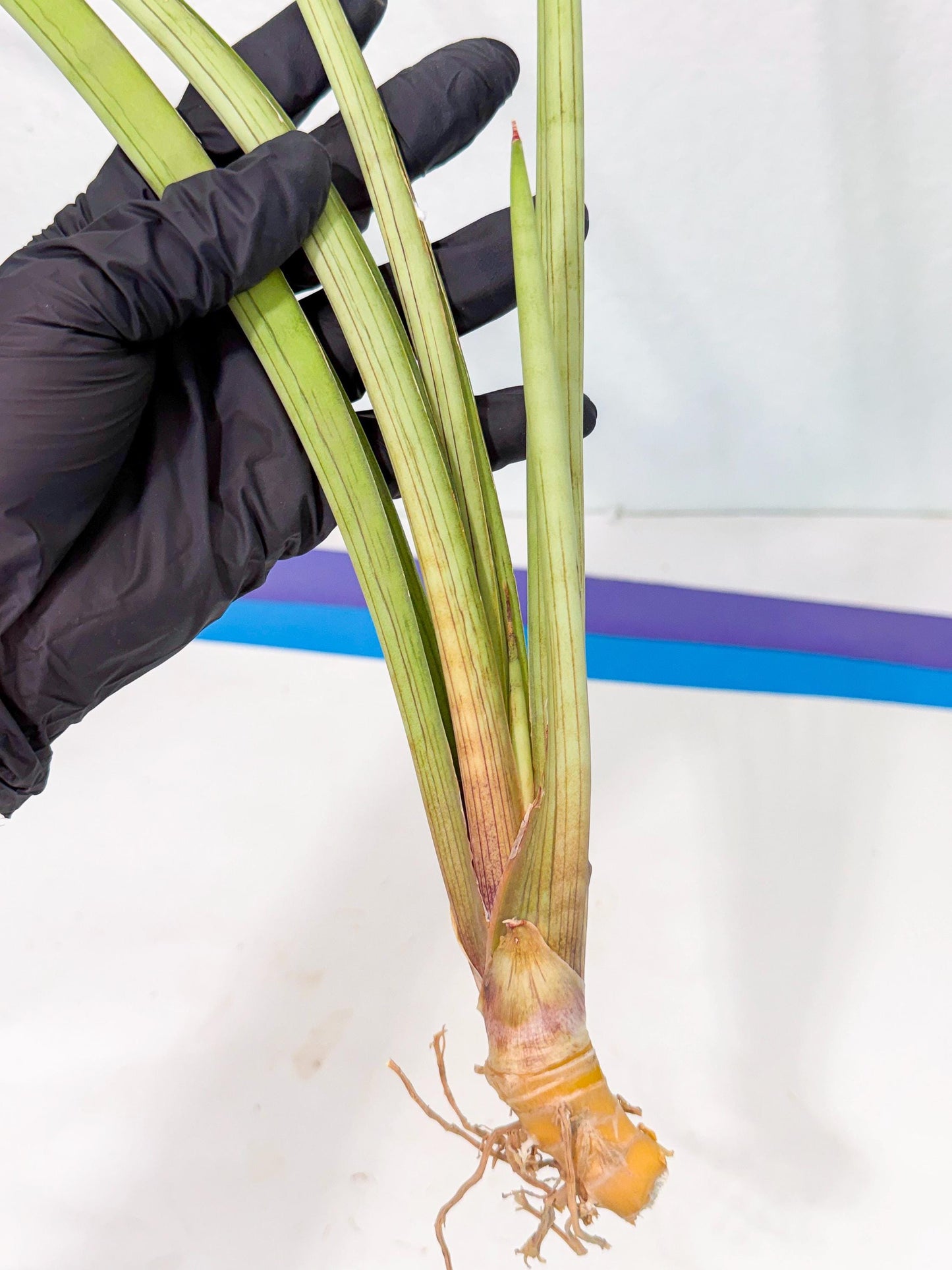 Sansevieria HvidPin (oo) (6) | Rare Hybrids