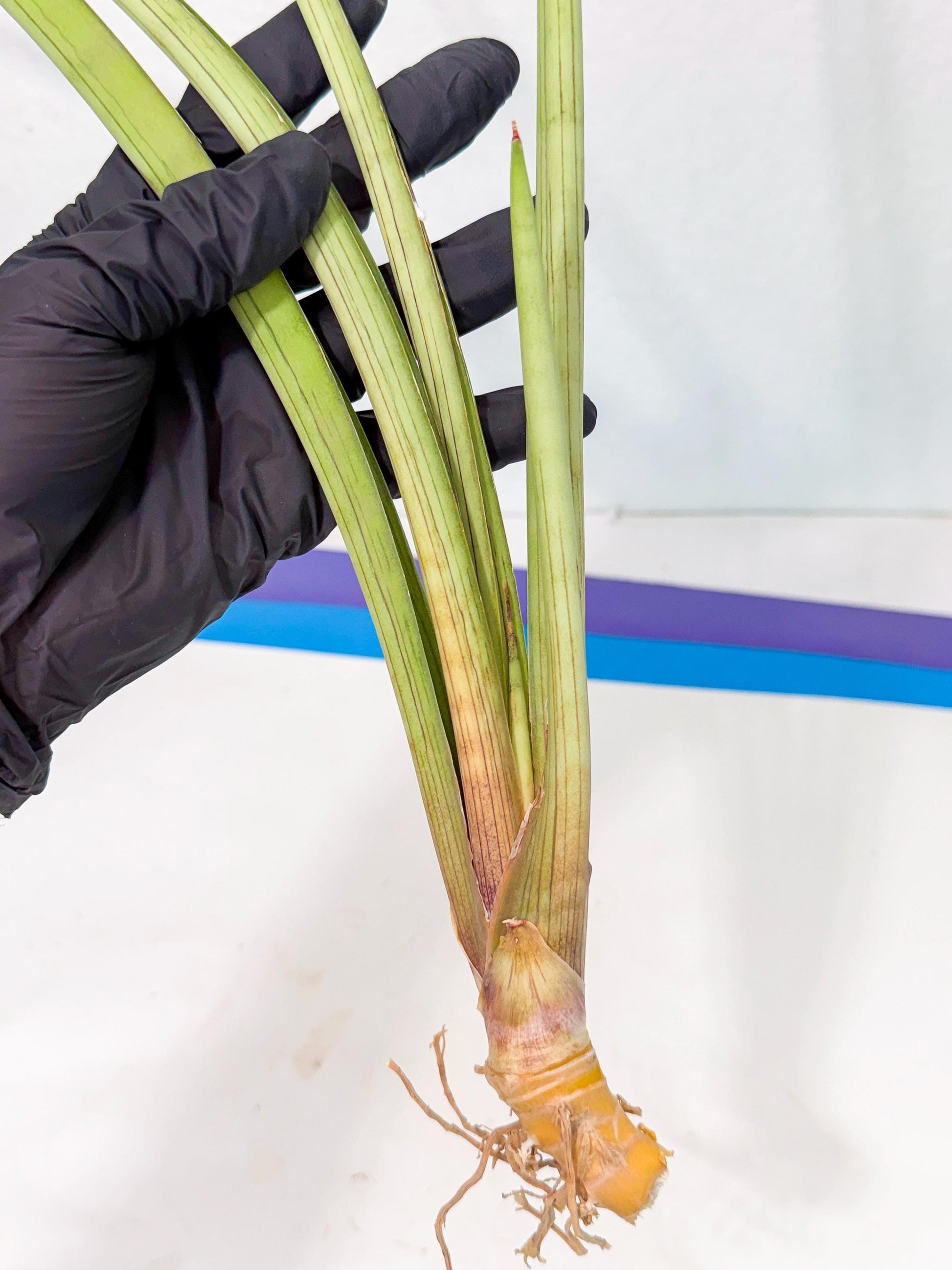 Sansevieria HvidPin (oo) (6) | Rare Hybrids