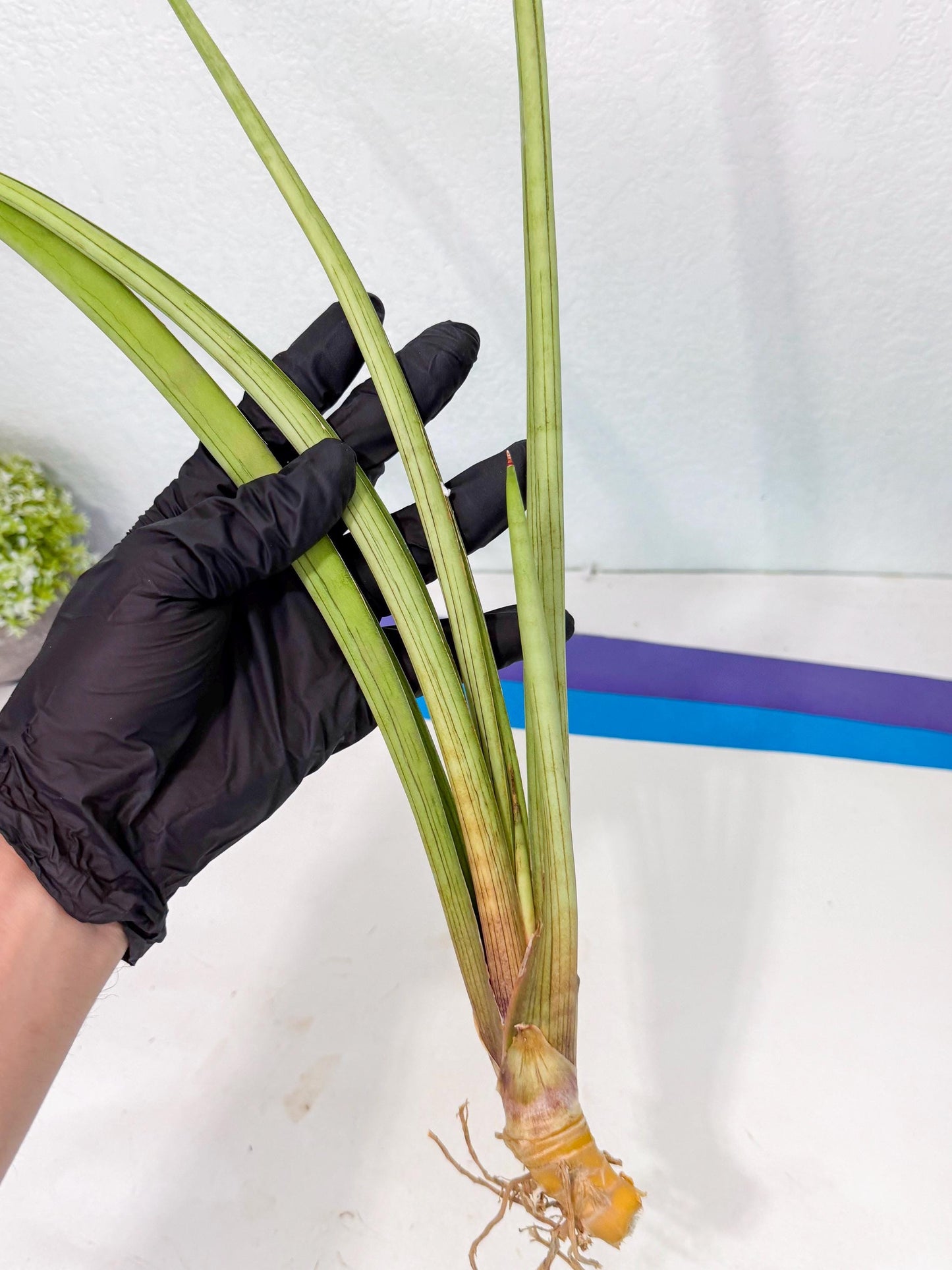 Sansevieria HvidPin (oo) (6) | Rare Hybrids