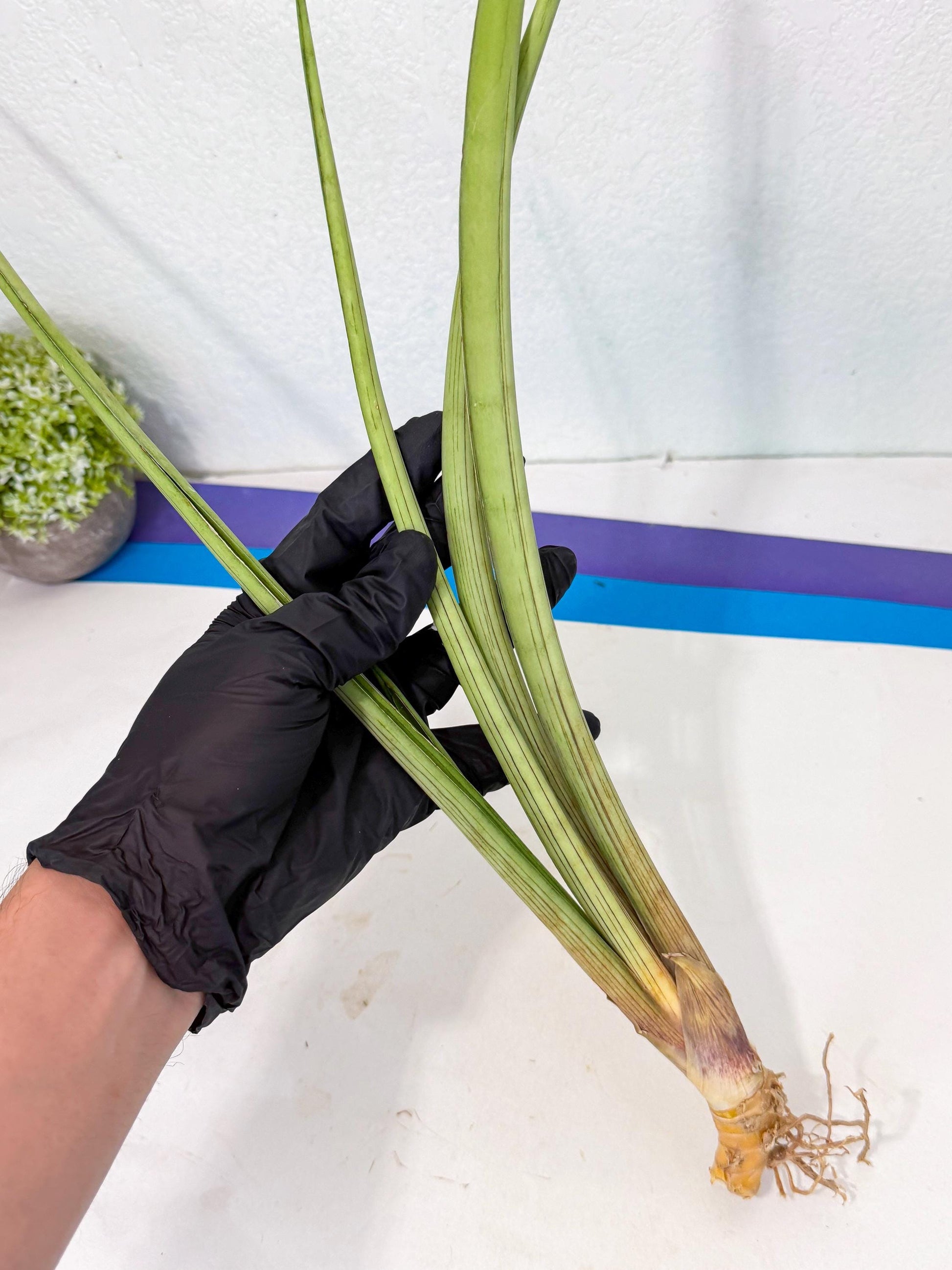 Sansevieria HvidPin (oo) (6) | Rare Hybrids