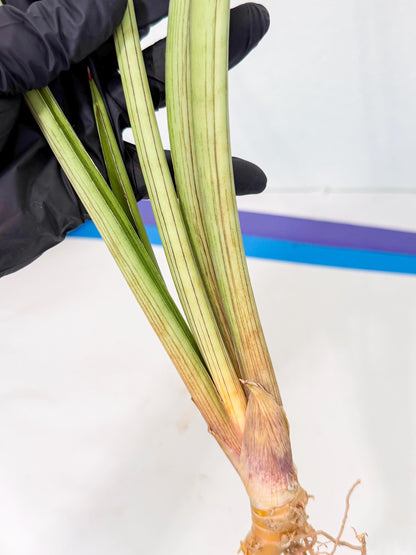 Sansevieria HvidPin (oo) (6) | Rare Hybrids