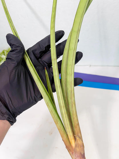 Sansevieria HvidPin (oo) (6) | Rare Hybrids