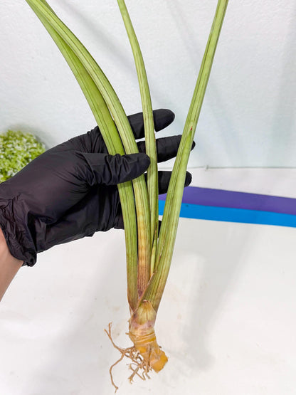 Sansevieria HvidPin (oo) (6) | Rare Hybrids