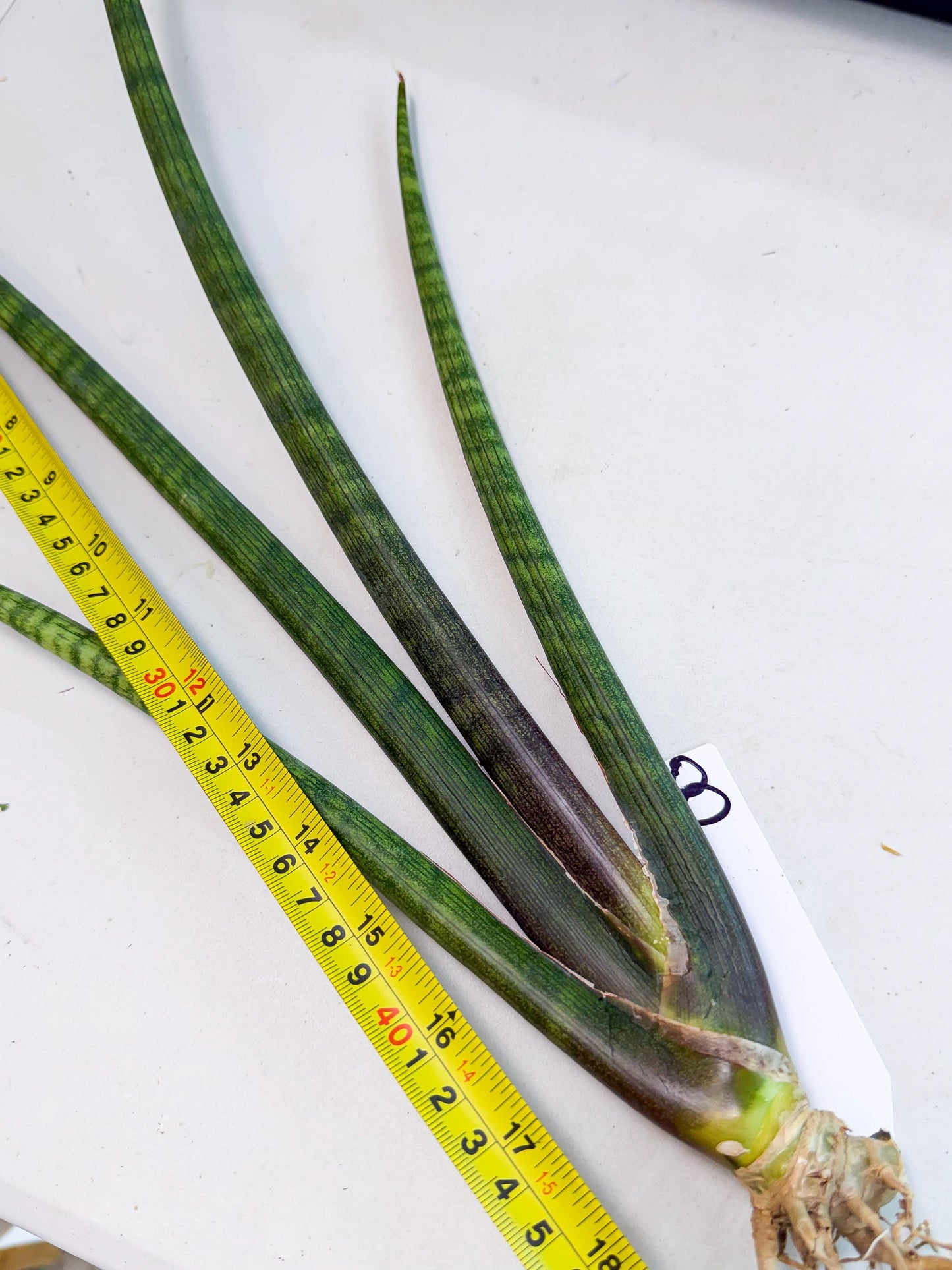 Sansevieria VenVert (oo) (8) | Rare Hybrids