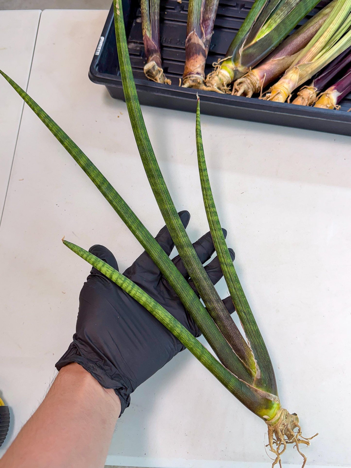 Sansevieria VenVert (oo) (8) | Rare Hybrids