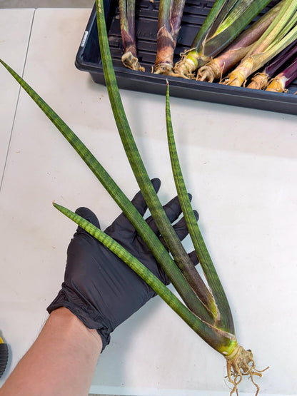Sansevieria VenVert (oo) (8) | Rare Hybrids