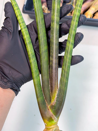 Sansevieria VenVert (oo) (8) | Rare Hybrids