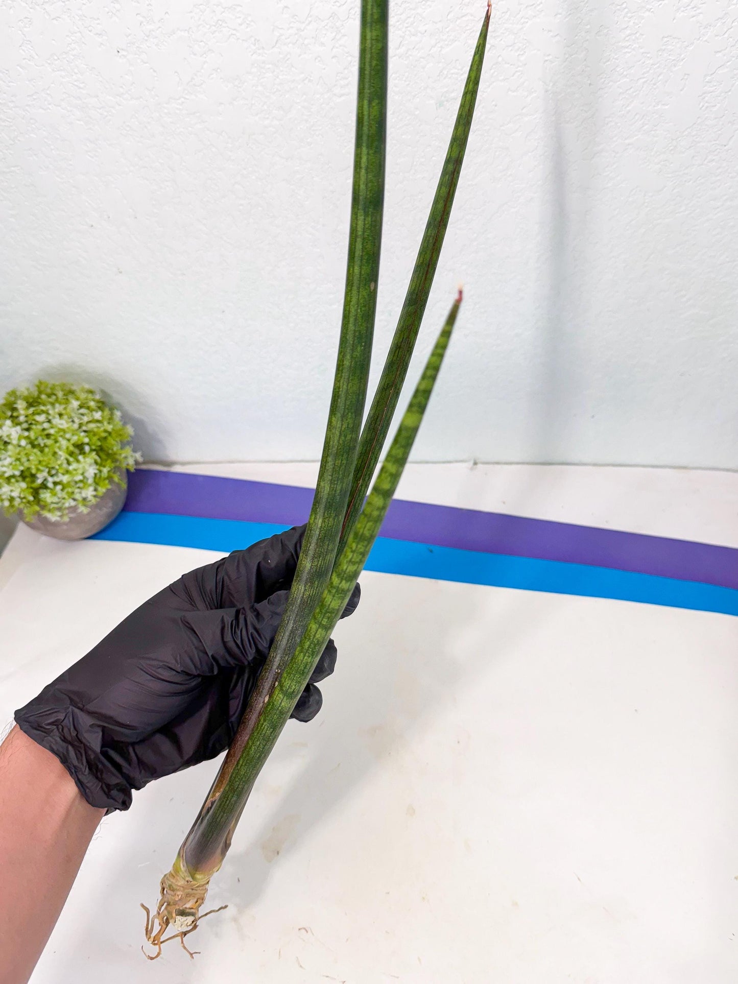 Sansevieria VenVert (oo) (8) | Rare Hybrids