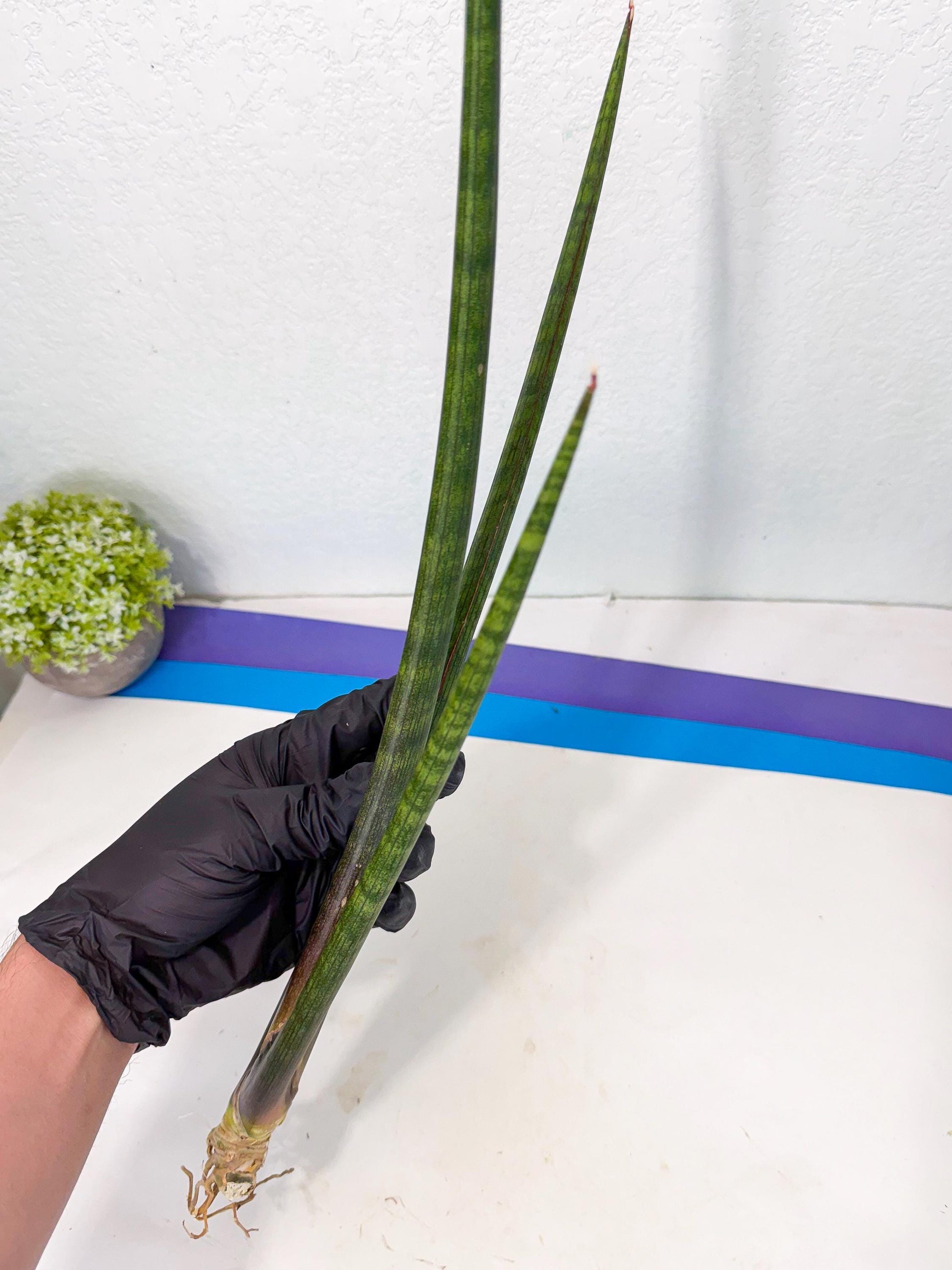 Sansevieria VenVert (oo) (8) | Rare Hybrids