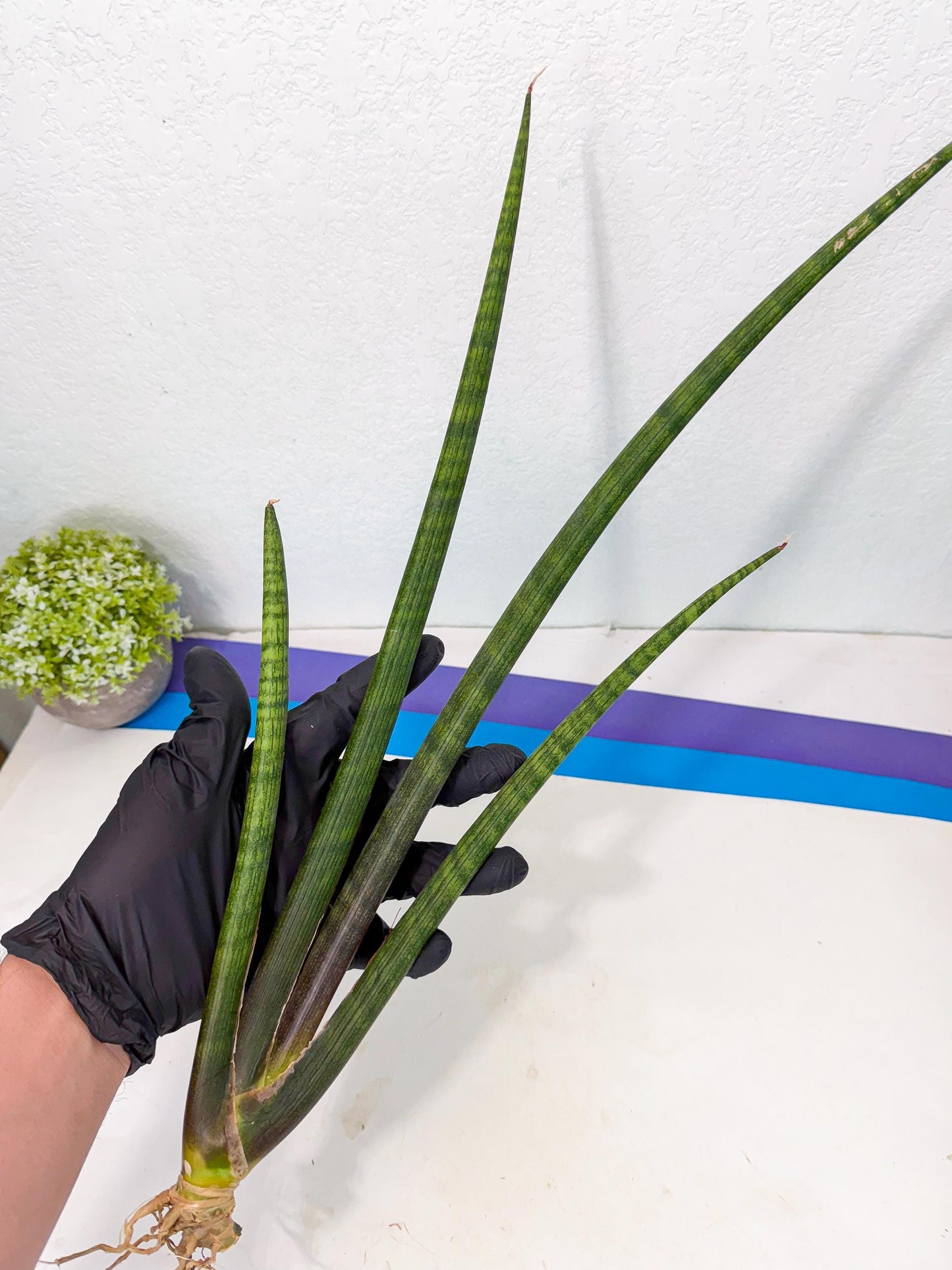Sansevieria VenVert (oo) (8) | Rare Hybrids