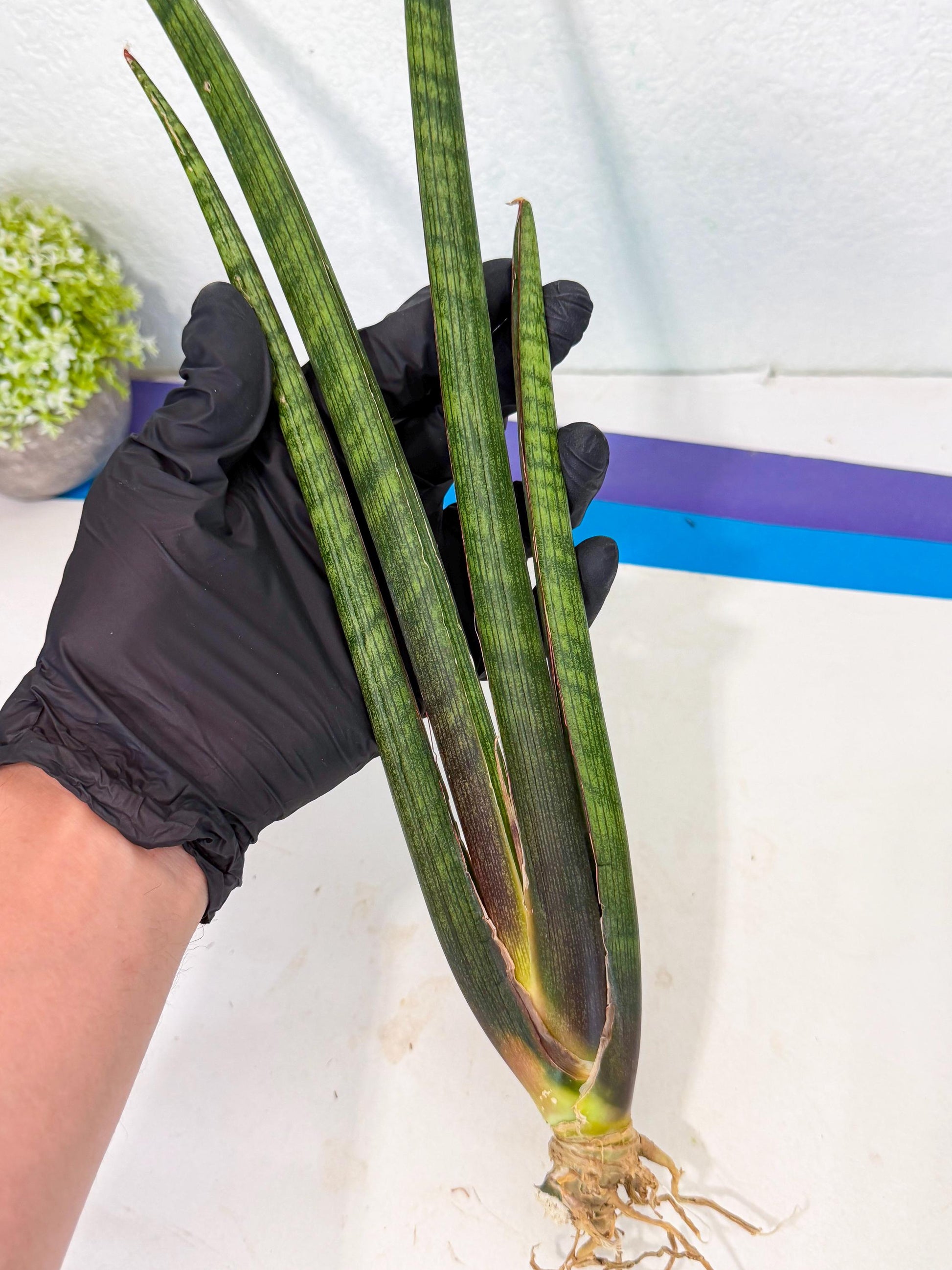 Sansevieria VenVert (oo) (8) | Rare Hybrids