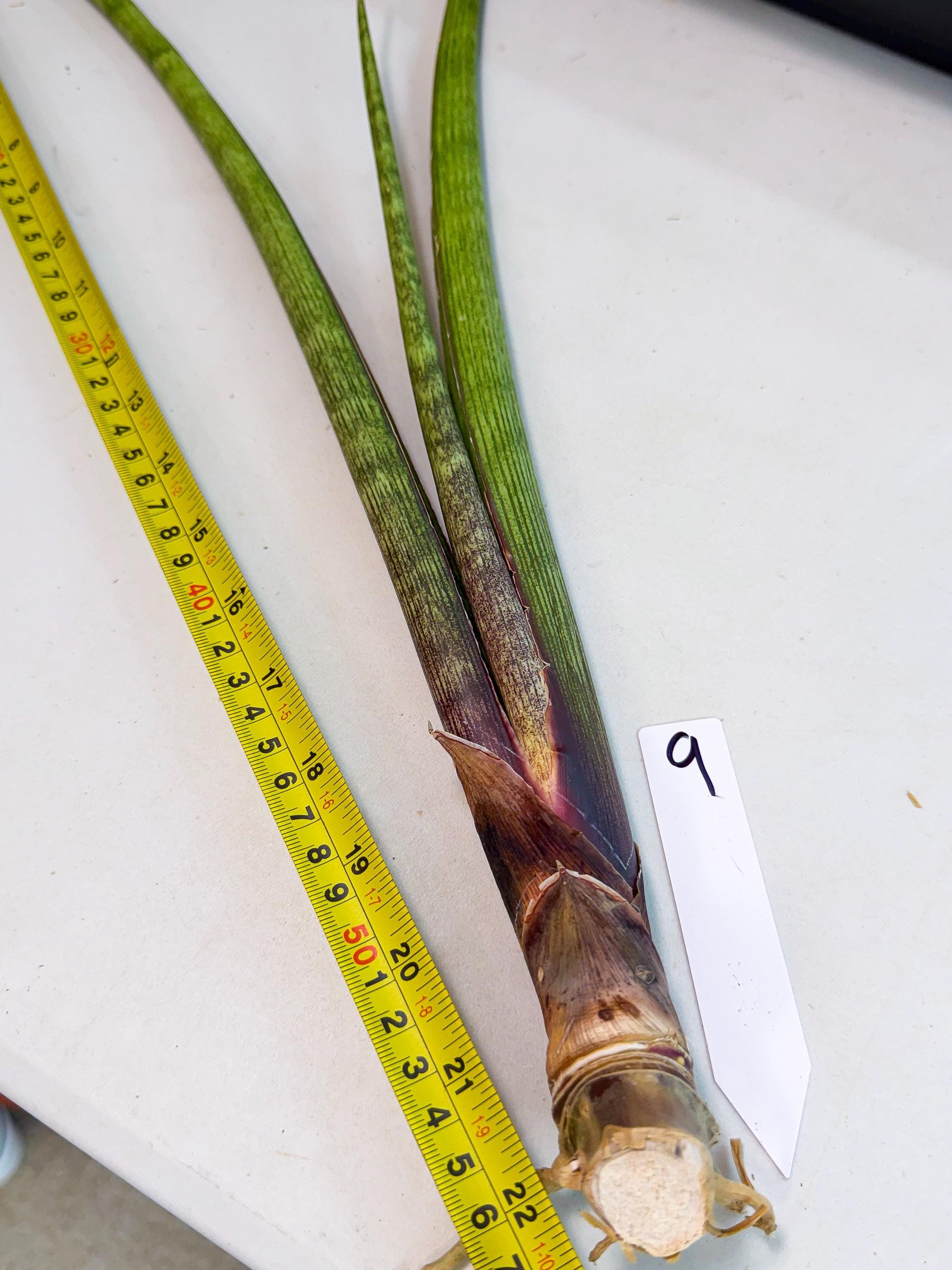 Sansevieria Nana Mai (oo) (9) | Rare Hybrids