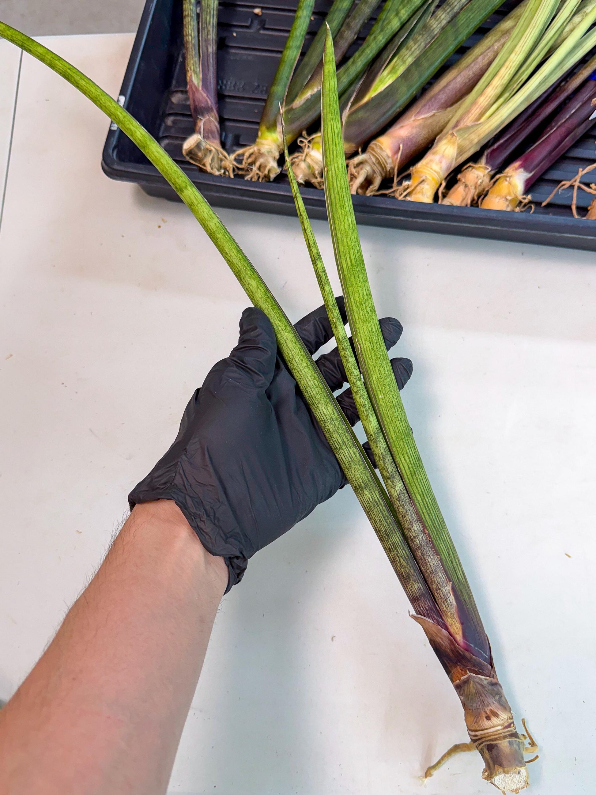 Sansevieria Nana Mai (oo) (9) | Rare Hybrids
