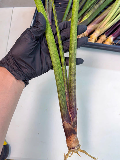 Sansevieria Nana Mai (oo) (9) | Rare Hybrids