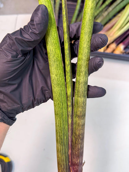 Sansevieria Nana Mai (oo) (9) | Rare Hybrids
