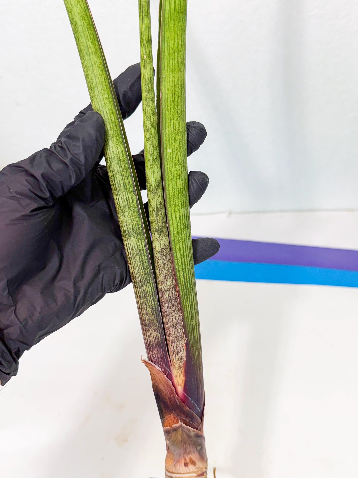 Sansevieria Nana Mai (oo) (9) | Rare Hybrids