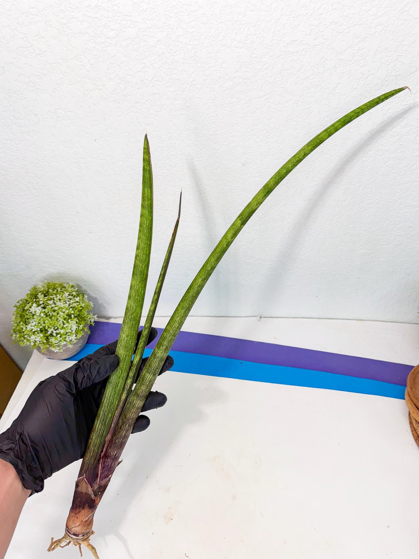 Sansevieria Nana Mai (oo) (9) | Rare Hybrids