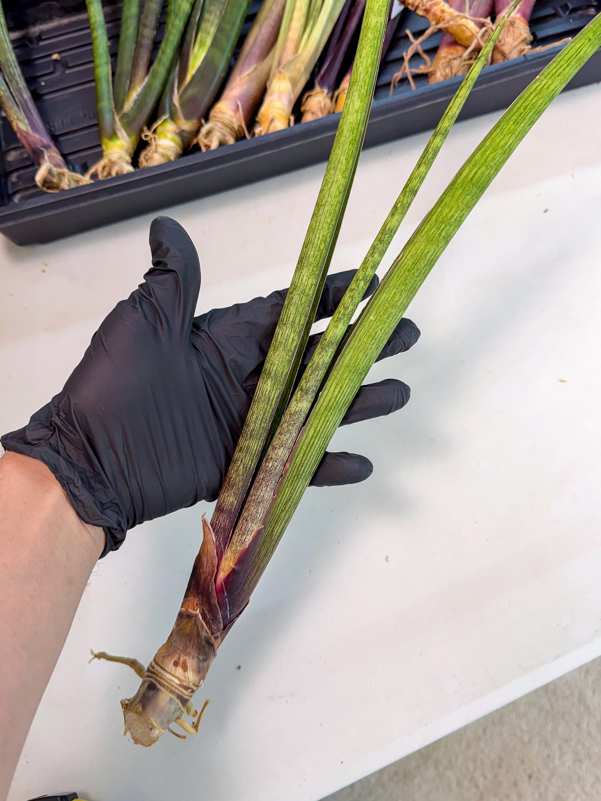 Sansevieria Nana Mai (oo) (9) | Rare Hybrids