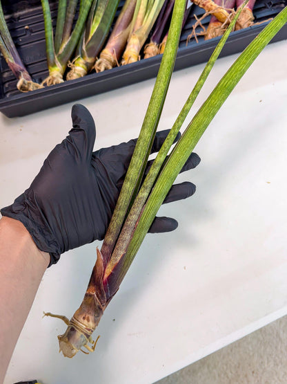 Sansevieria Nana Mai (oo) (9) | Rare Hybrids