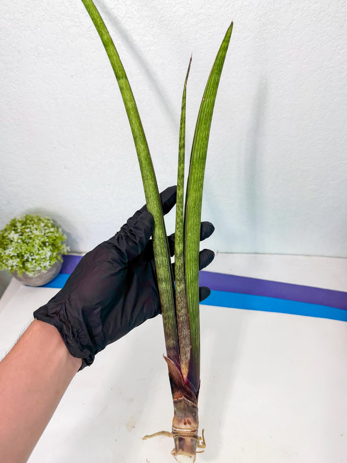 Sansevieria Nana Mai (oo) (9) | Rare Hybrids