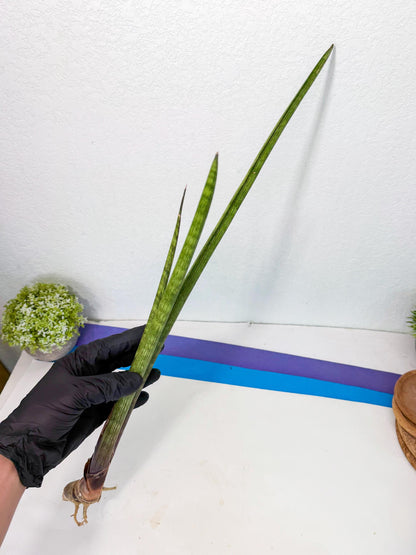 Sansevieria Nana Mai (oo) (9) | Rare Hybrids