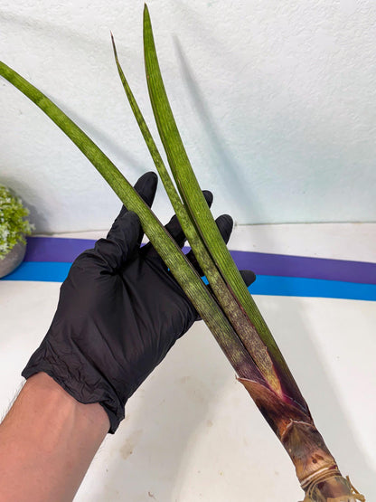 Sansevieria Nana Mai (oo) (9) | Rare Hybrids