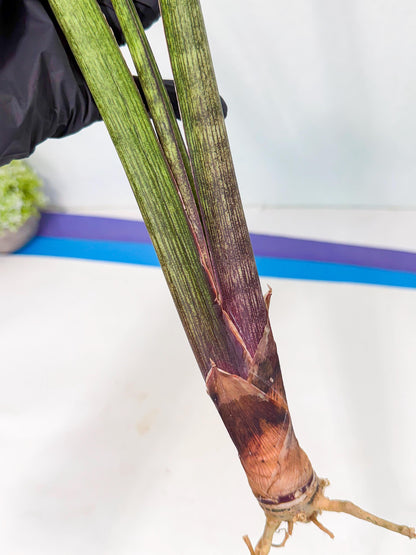 Sansevieria Nana Mai (oo) (9) | Rare Hybrids