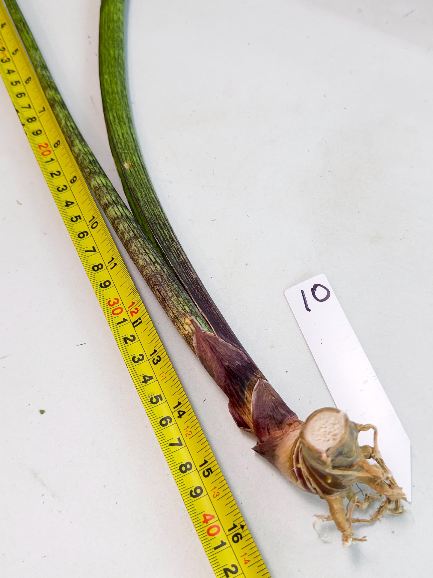 Sansevieria Nana Mai (oo) (10) | Rare Hybrids