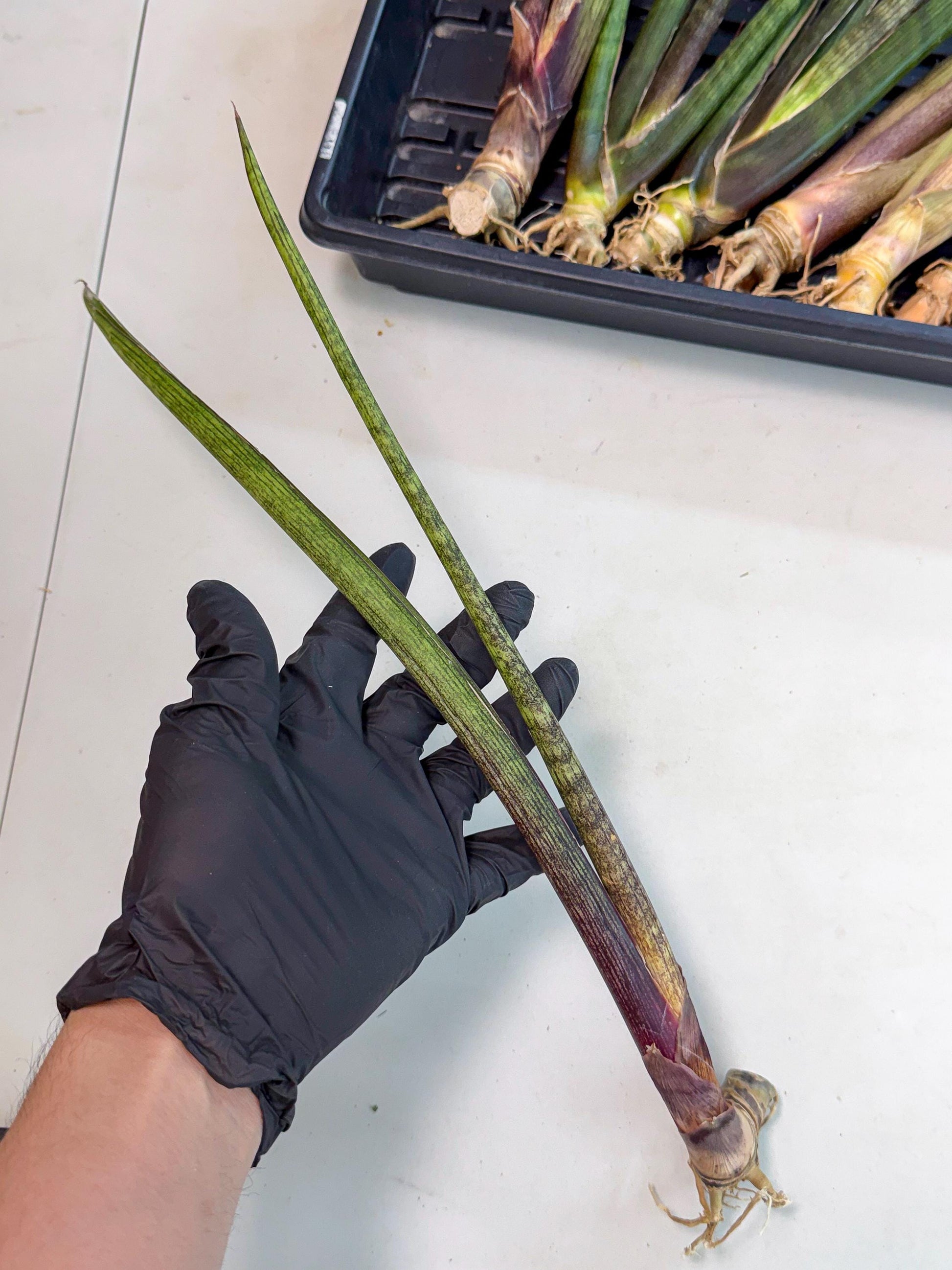 Sansevieria Nana Mai (oo) (10) | Rare Hybrids