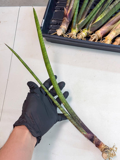Sansevieria Nana Mai (oo) (10) | Rare Hybrids