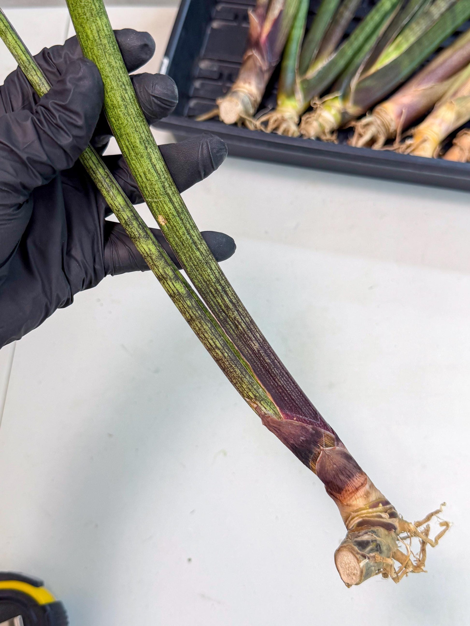 Sansevieria Nana Mai (oo) (10) | Rare Hybrids