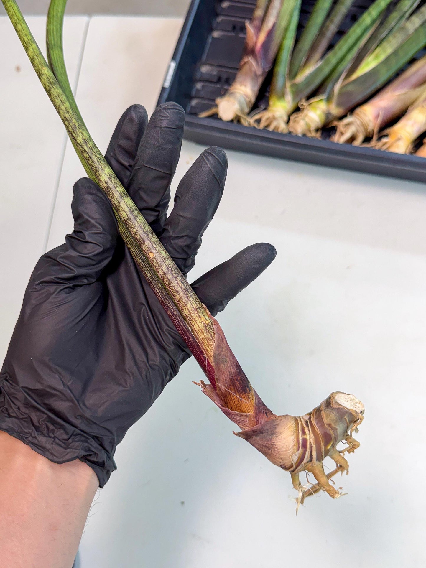 Sansevieria Nana Mai (oo) (10) | Rare Hybrids