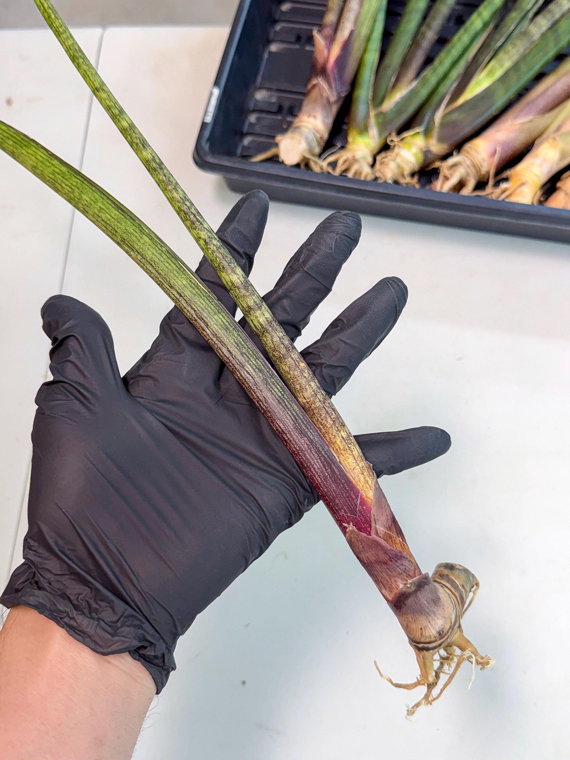 Sansevieria Nana Mai (oo) (10) | Rare Hybrids