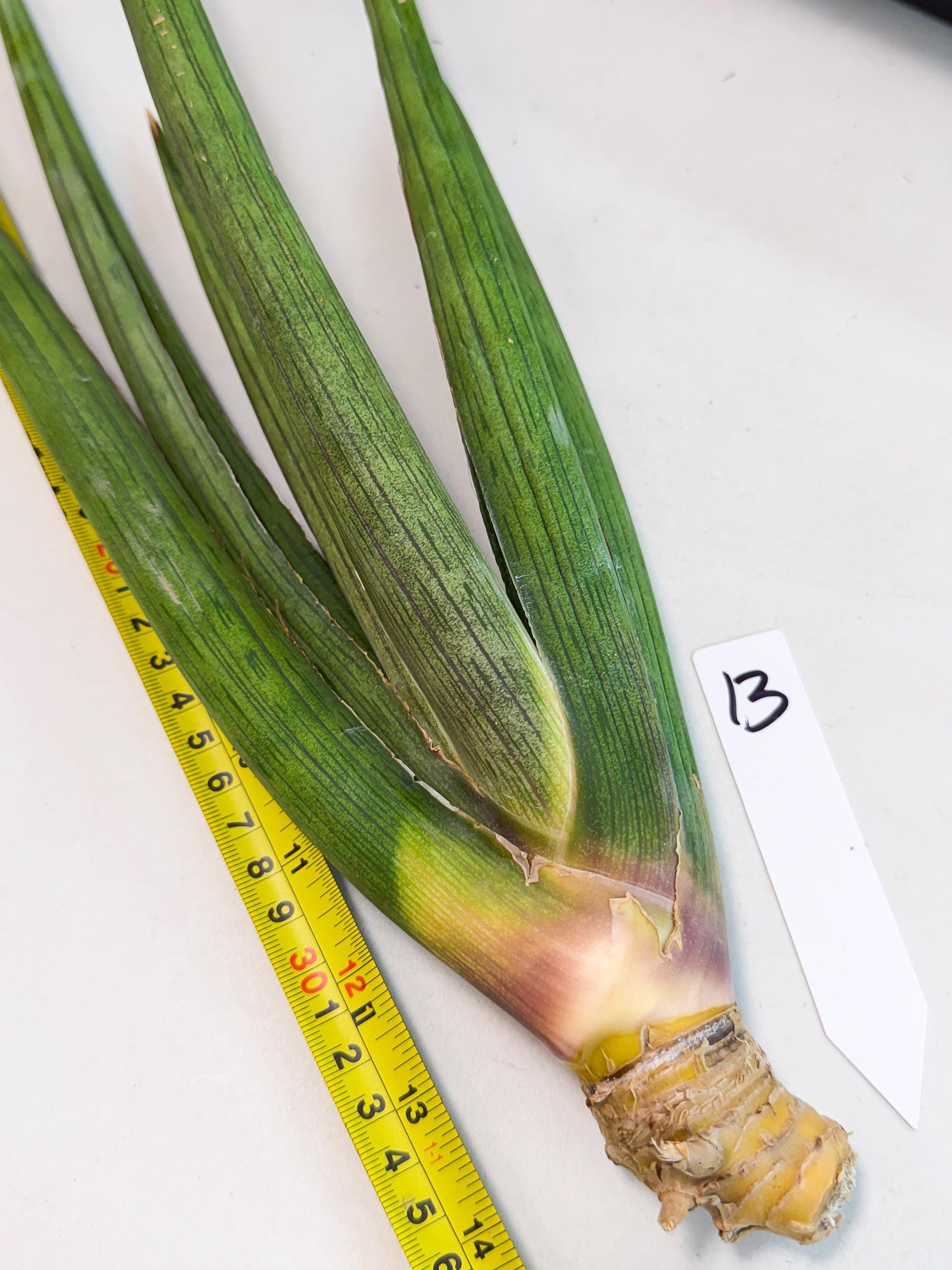 Sansevieria Cizgi Tac (oo) (13) | Rare Hybrids